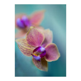 Orchidee (Print Only) thumbnail