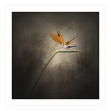 Graceful flower - Strelitzia | vintage style  (Print Only) thumbnail