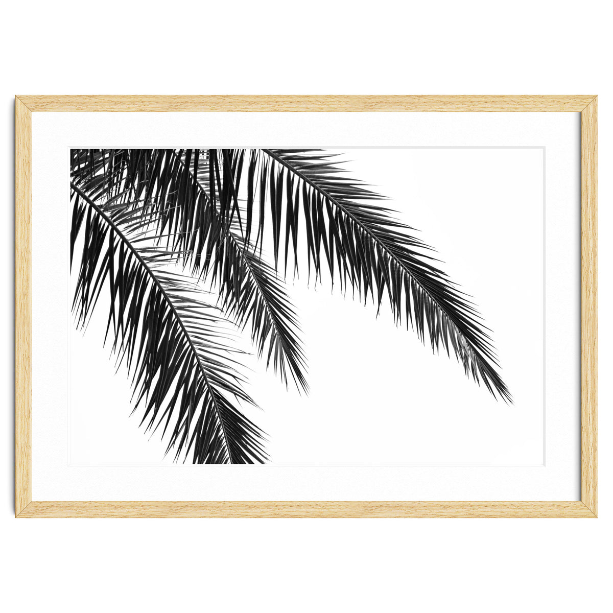 Palm Leaves
