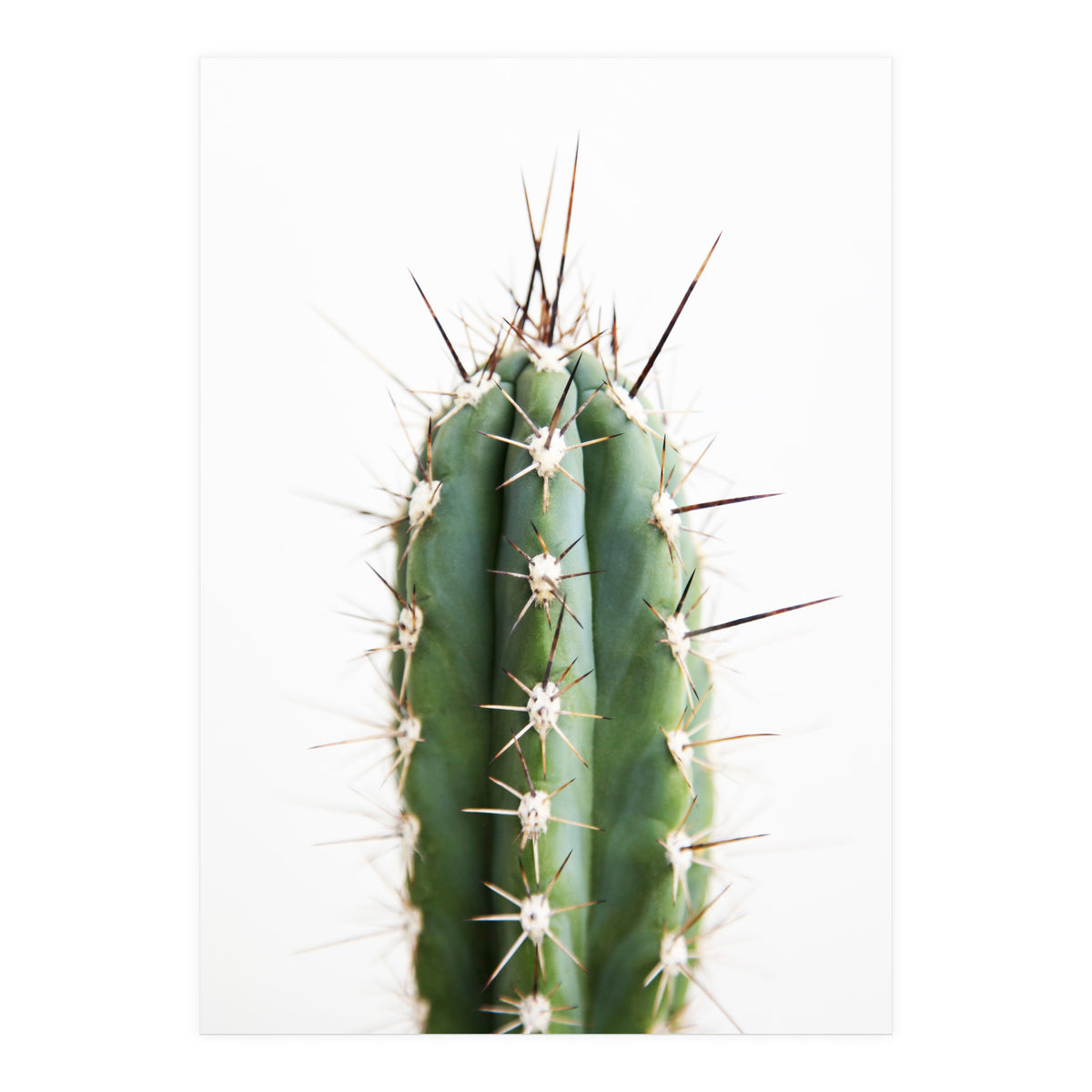 Cacti (Print Only)