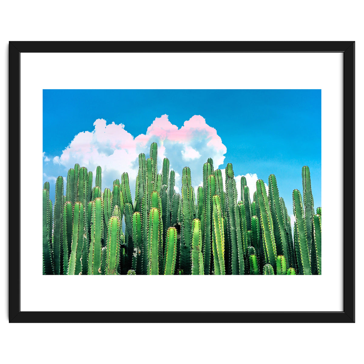 Cactus Summer