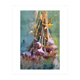 Still Life Garlic (Print Only) thumbnail