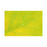 Autumn Leaf (Print Only) thumbnail