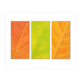 Autumn Leaves (Print Only) thumbnail