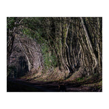 Sunlit Tunnel of Trees (Print Only) thumbnail