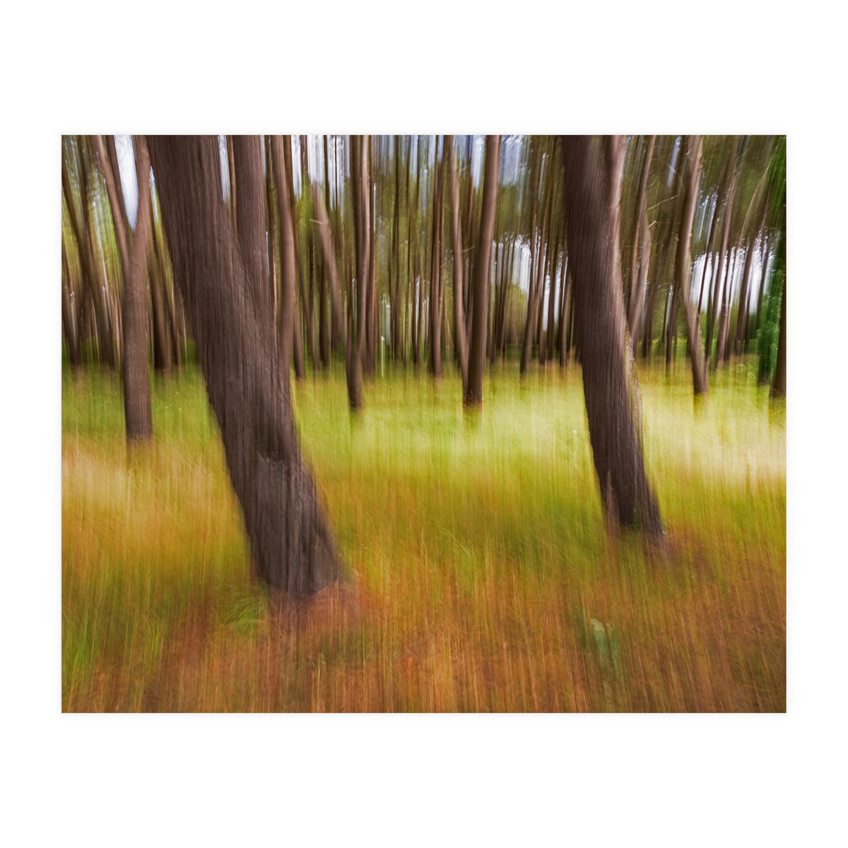 Amongst The Trees (Print Only)