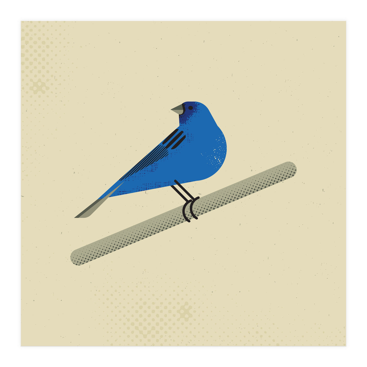 Indigo Bunting  (Print Only)