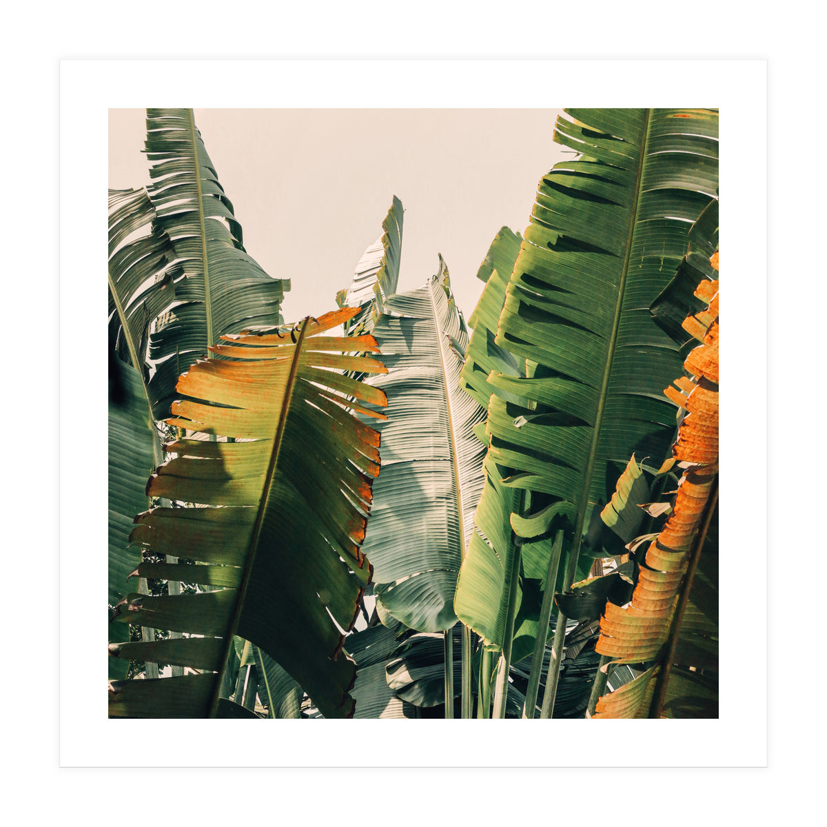 Shades Of Summer (Print Only)