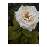 Fabulous White Rose Garden (Print Only) thumbnail