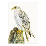 Cc Birds 03 (Print Only) thumbnail