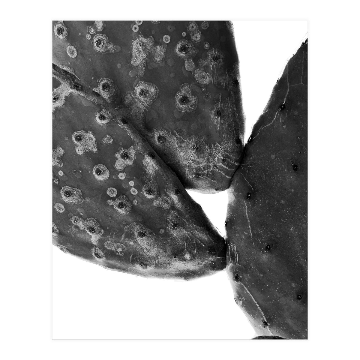 Black Cactus (Print Only)