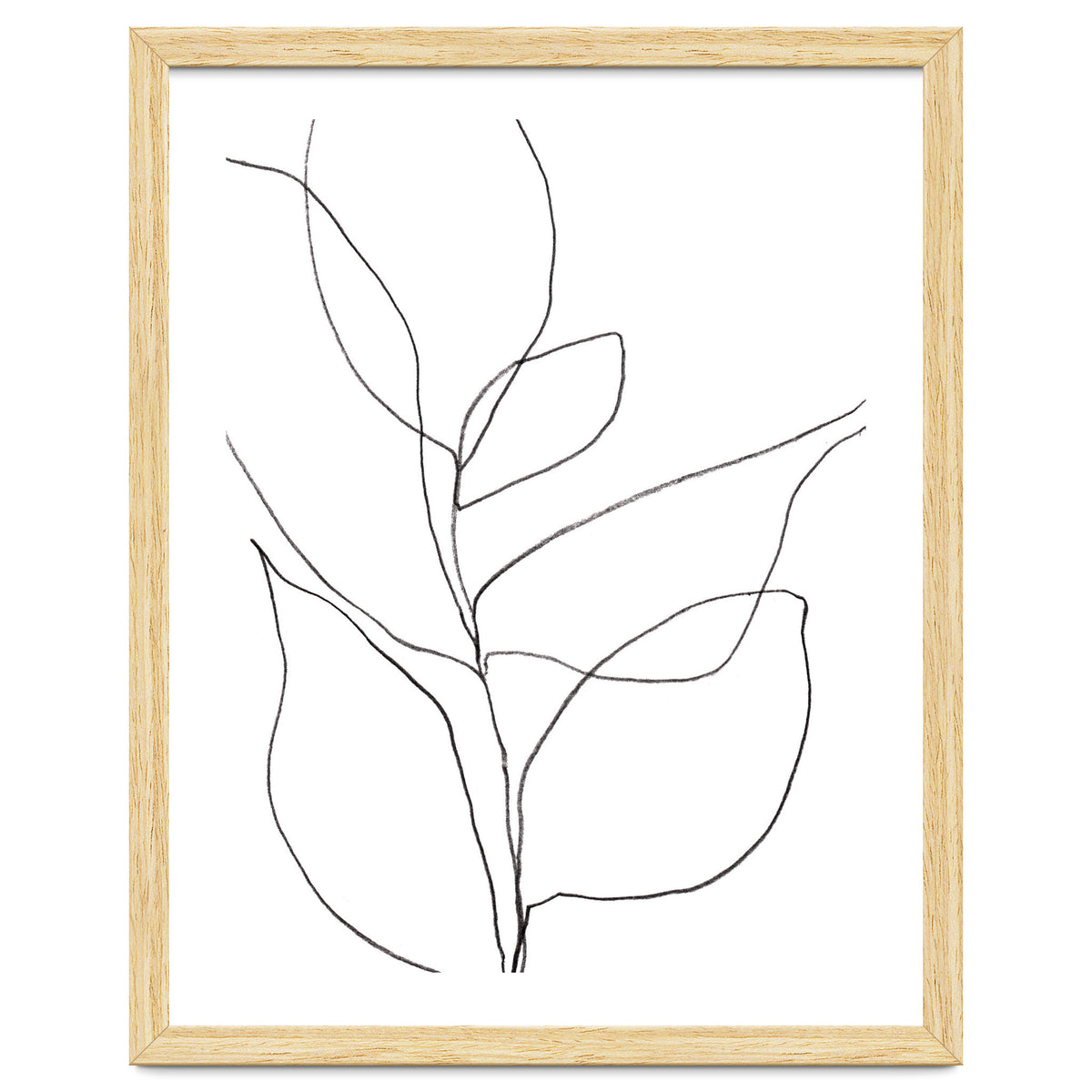 Plant Line Drawing