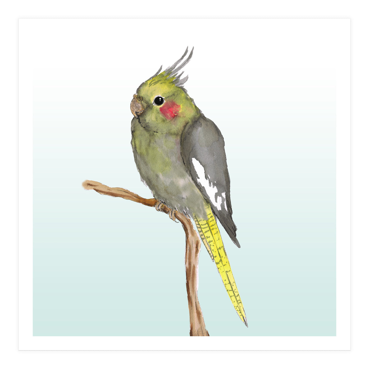 Cute cockatiel 	 (Print Only)