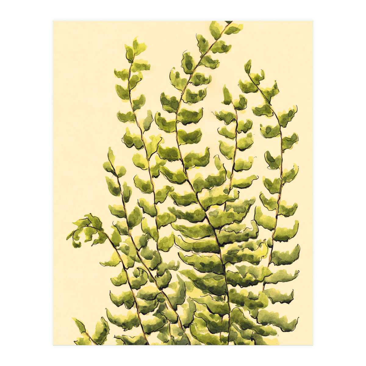 Fern (Print Only)
