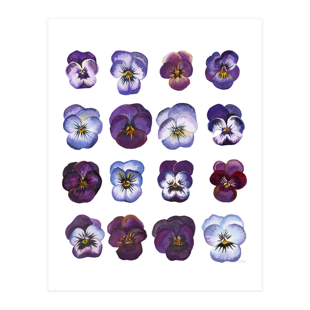 A Watercolour Study Of Violas (Print Only)