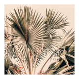 Morning Star (Print Only) thumbnail