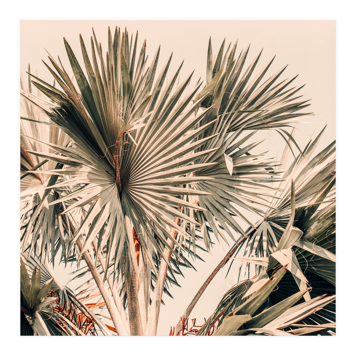 Morning Star (Print Only)