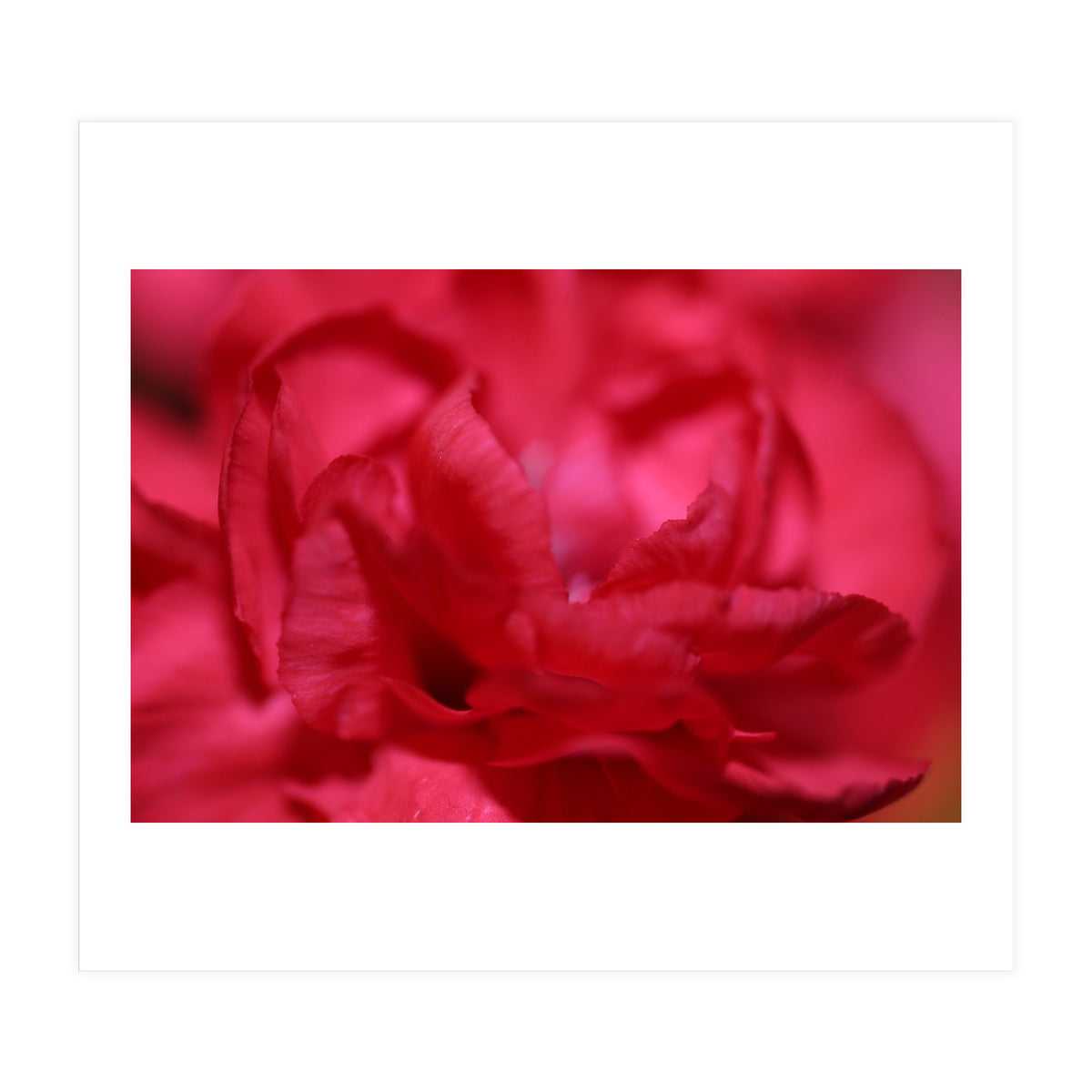 Red Peony (Print Only)