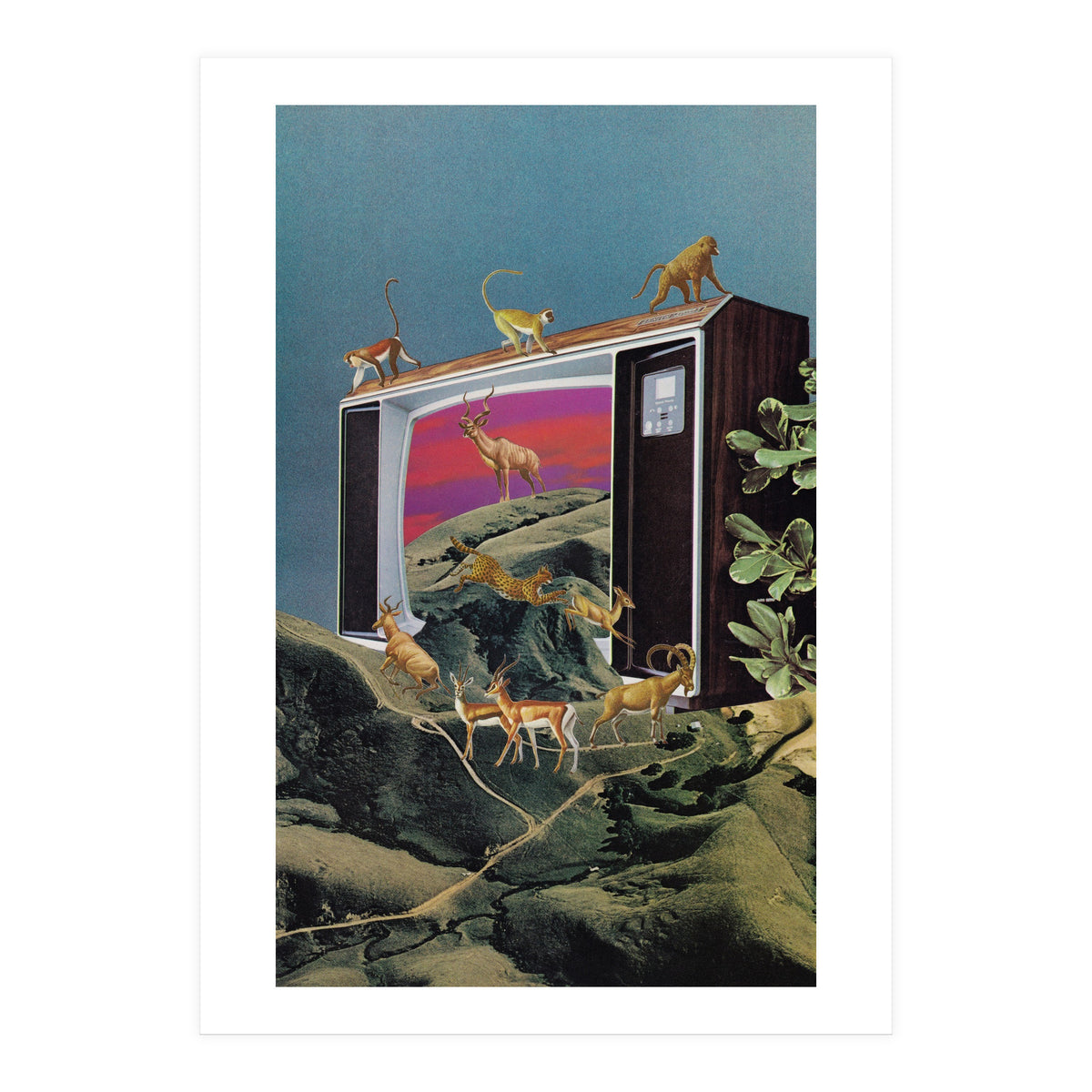 Animal Channel (Print Only)