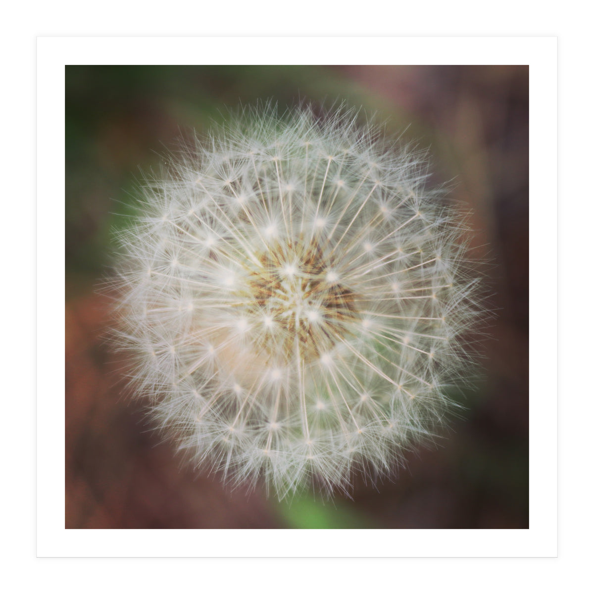 dandelion clock (Print Only)