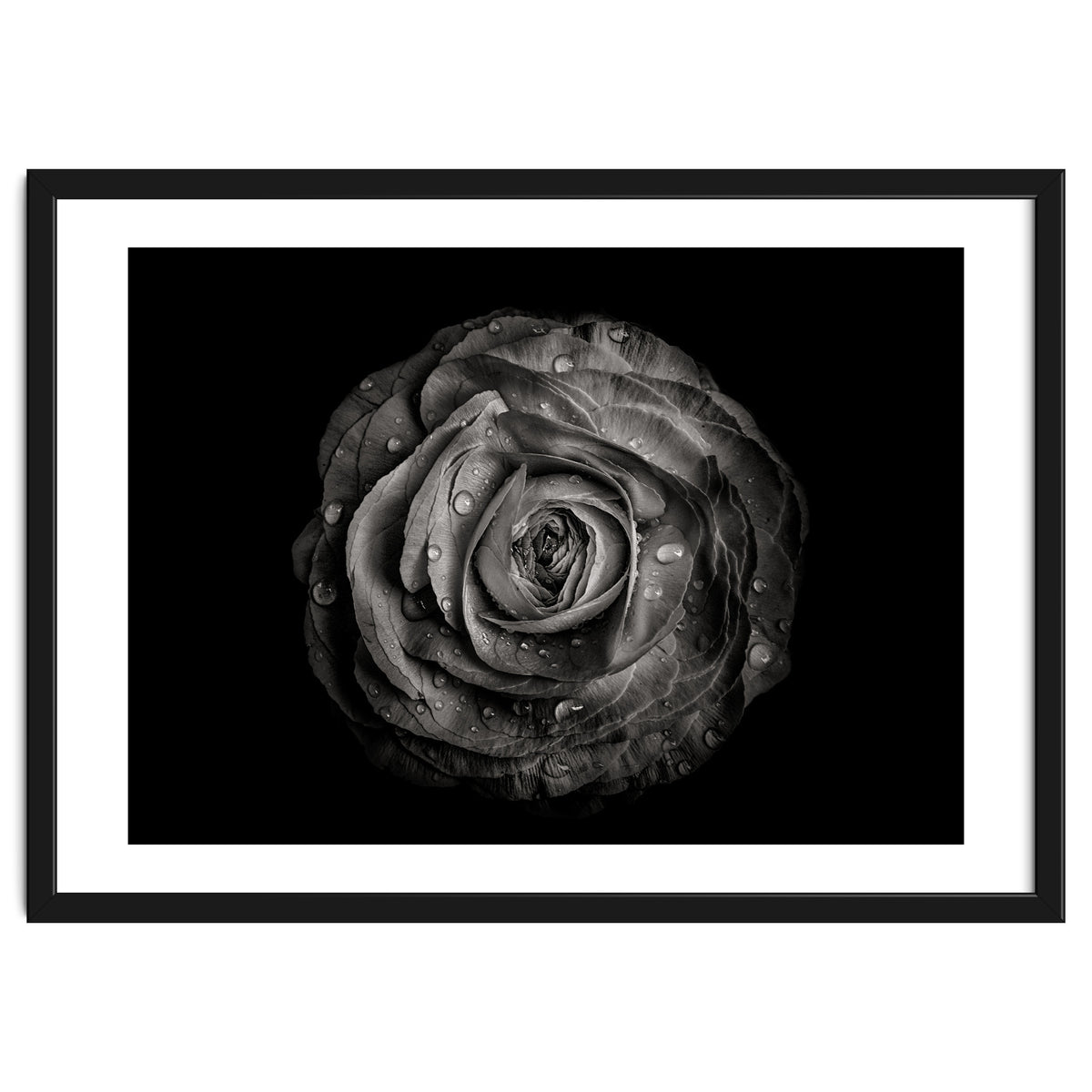 Backyard Flowers In Black And White 72