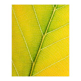 Autumn Leaf (Print Only) thumbnail