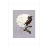 Vintage Bird Prints (Print Only) thumbnail