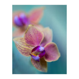 Orchidee (Print Only) thumbnail