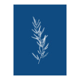 Blue Botanical II (Print Only) thumbnail