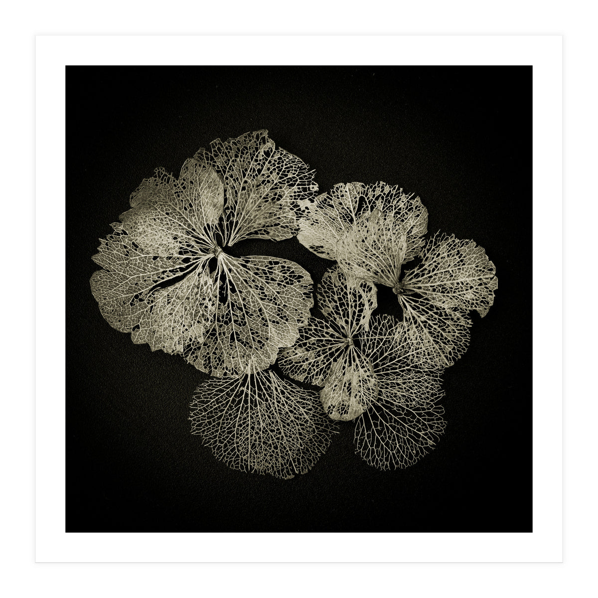 Hydrangea Petals  (Print Only)