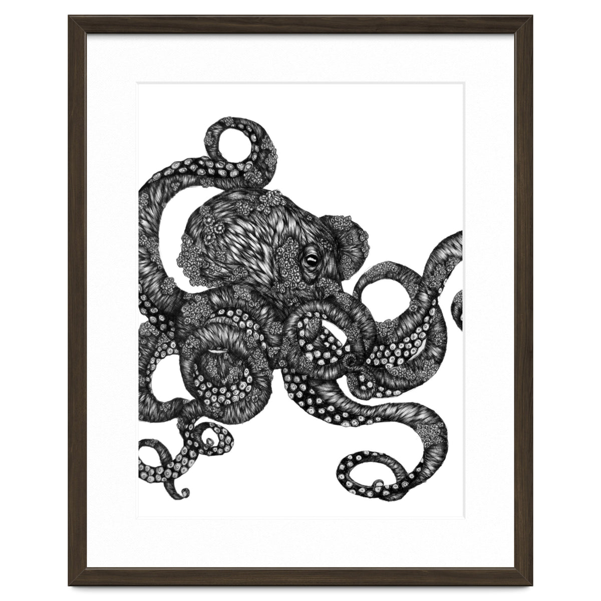 Barnacle Octopus