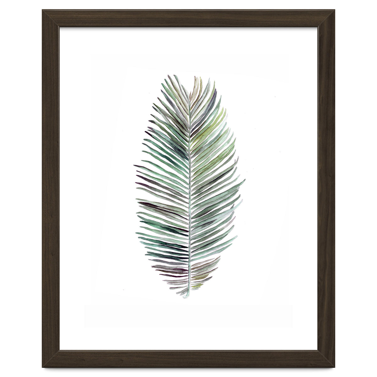 Botanical Illustration Cocos Palm