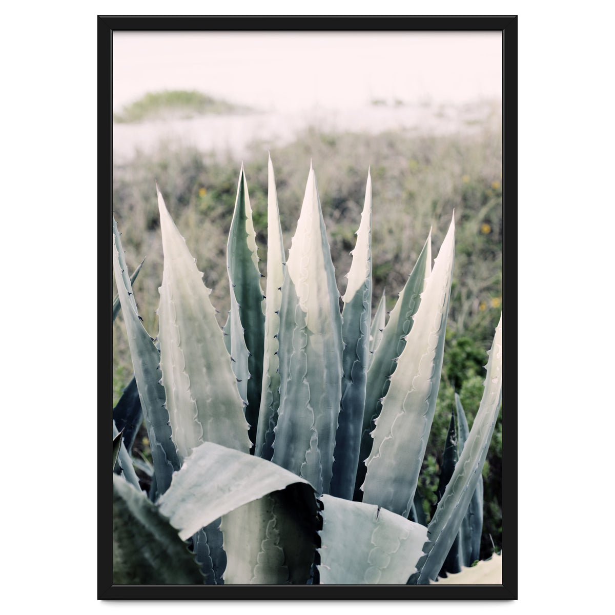 Pale Agave