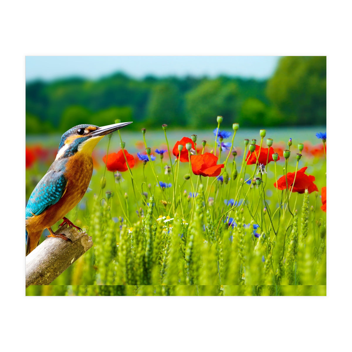 Bird and flower (Print Only)