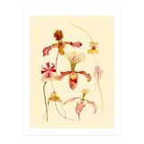 Orchids #2 (Print Only) thumbnail