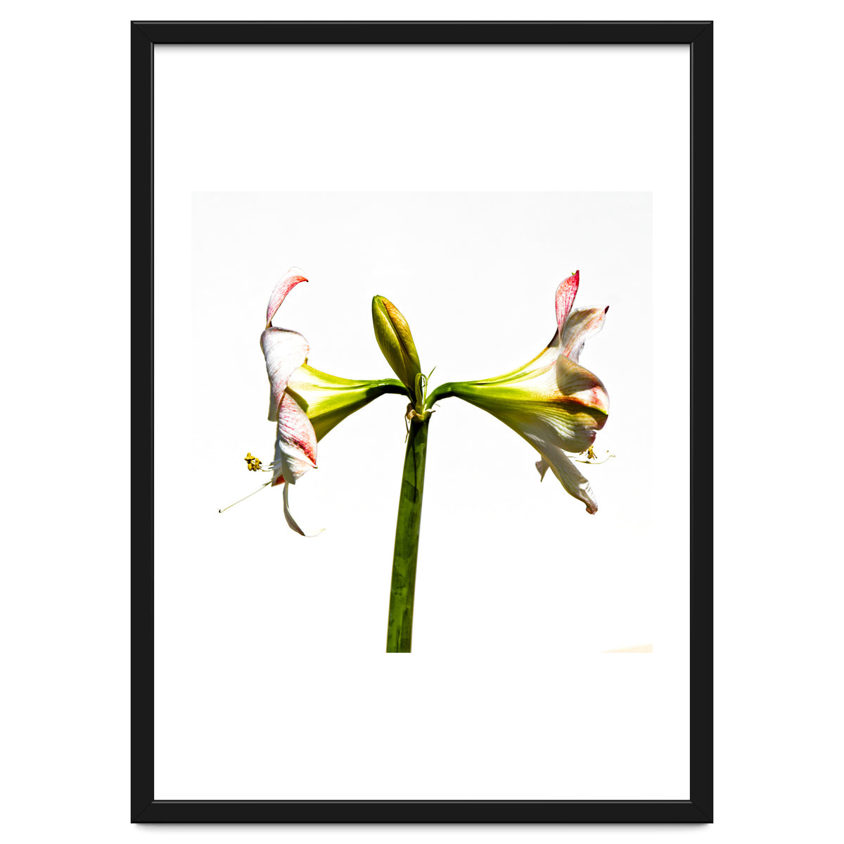 Amaryllis 3
