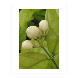 Jasmine Fragrance (Print Only) thumbnail
