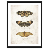 Butterflies IV