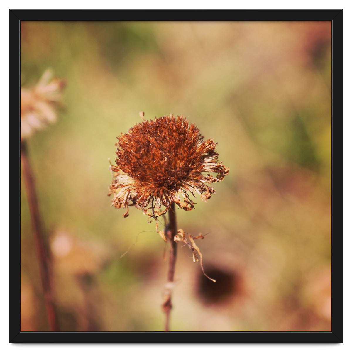 dried daisy