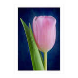 Tulip (Print Only) thumbnail