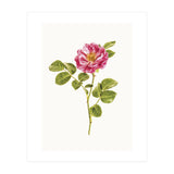Cc Roses 06 (Print Only) thumbnail