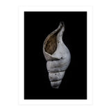 Shells No 12 Color Version (Print Only) thumbnail