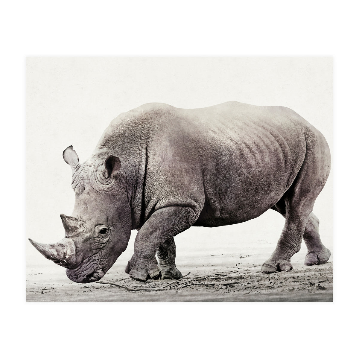 Rhino (Print Only)