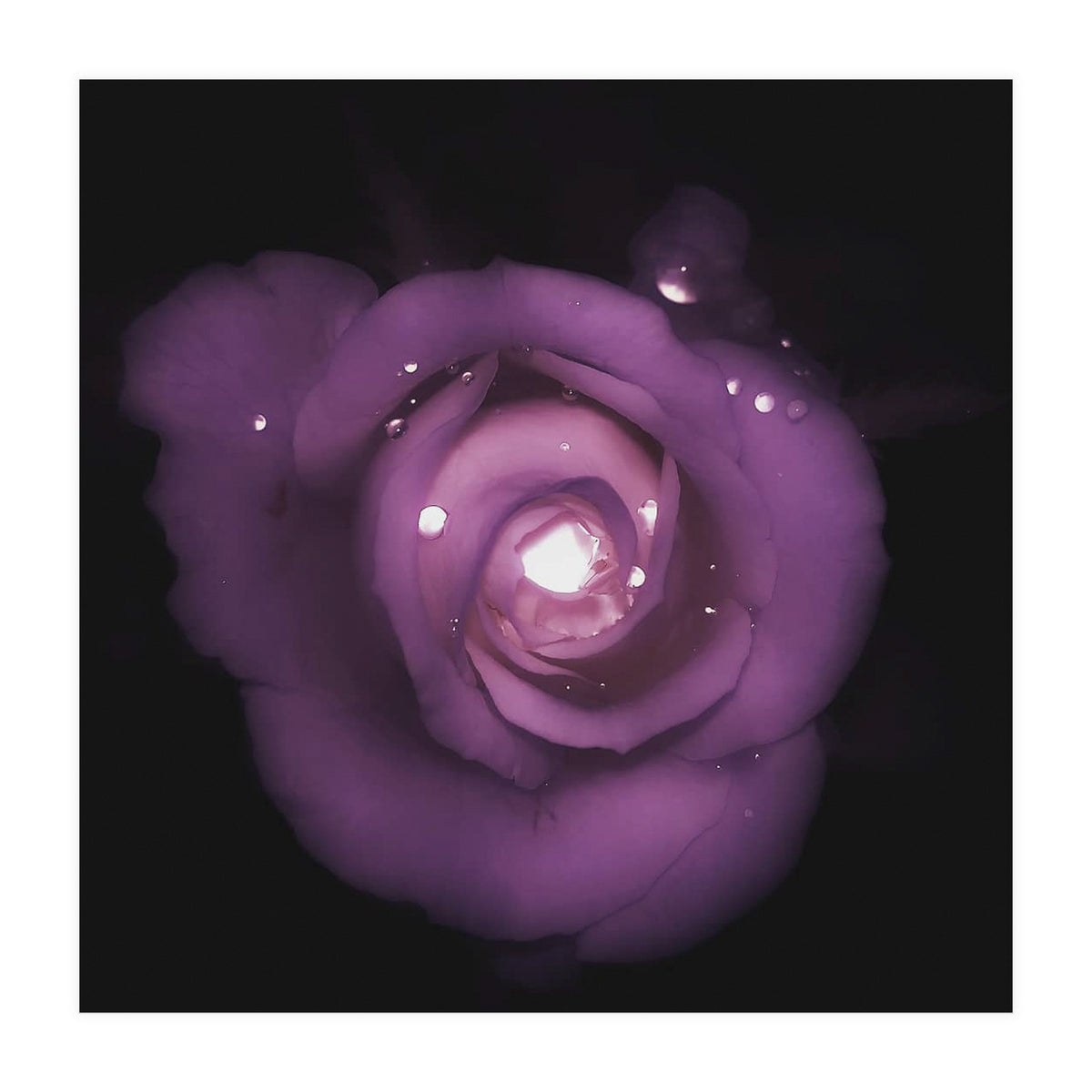 Glittering Rose (Print Only)