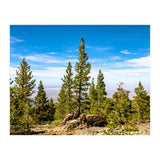 Pine Mountain (Print Only) thumbnail