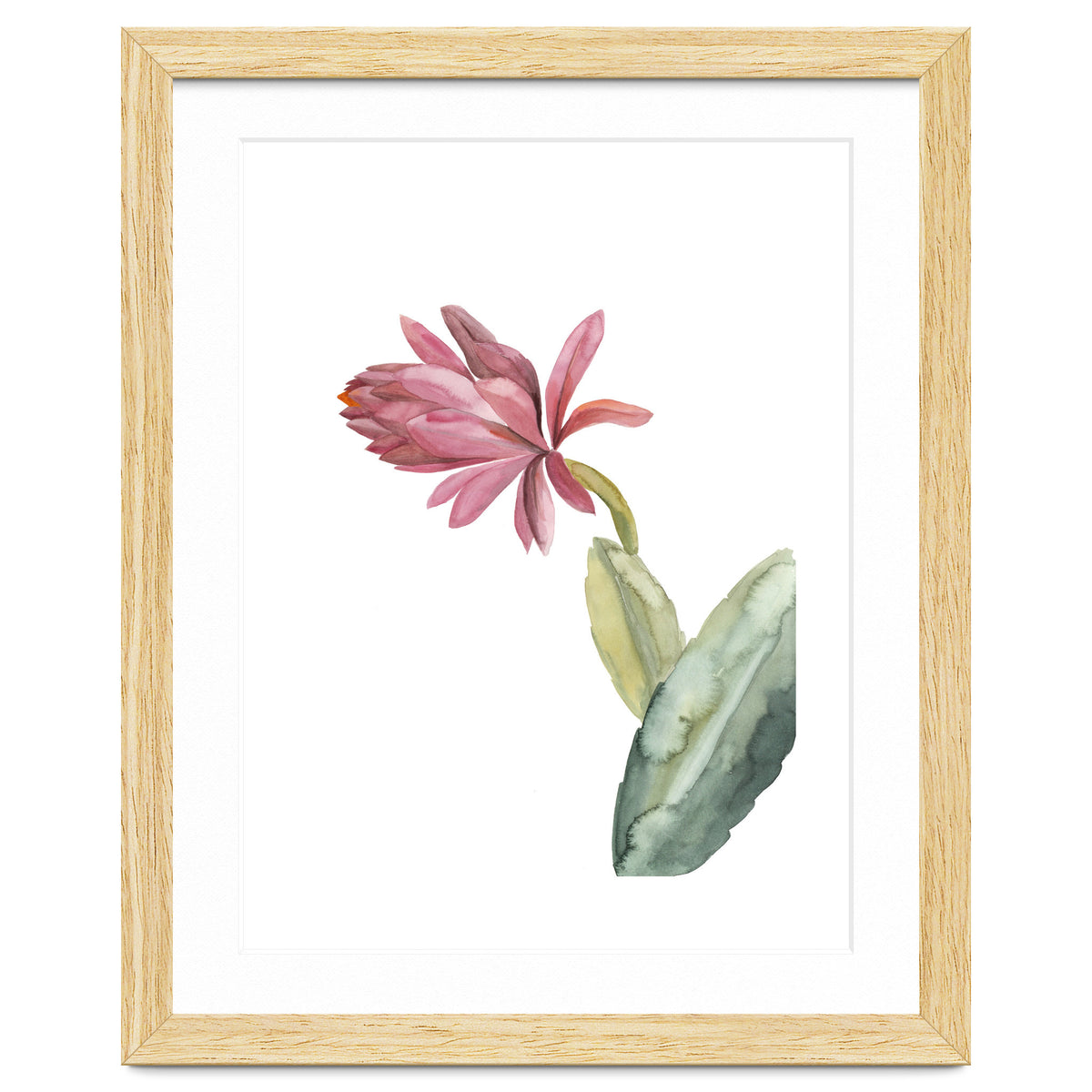 Botanical Illustration Pink Cactus Flower