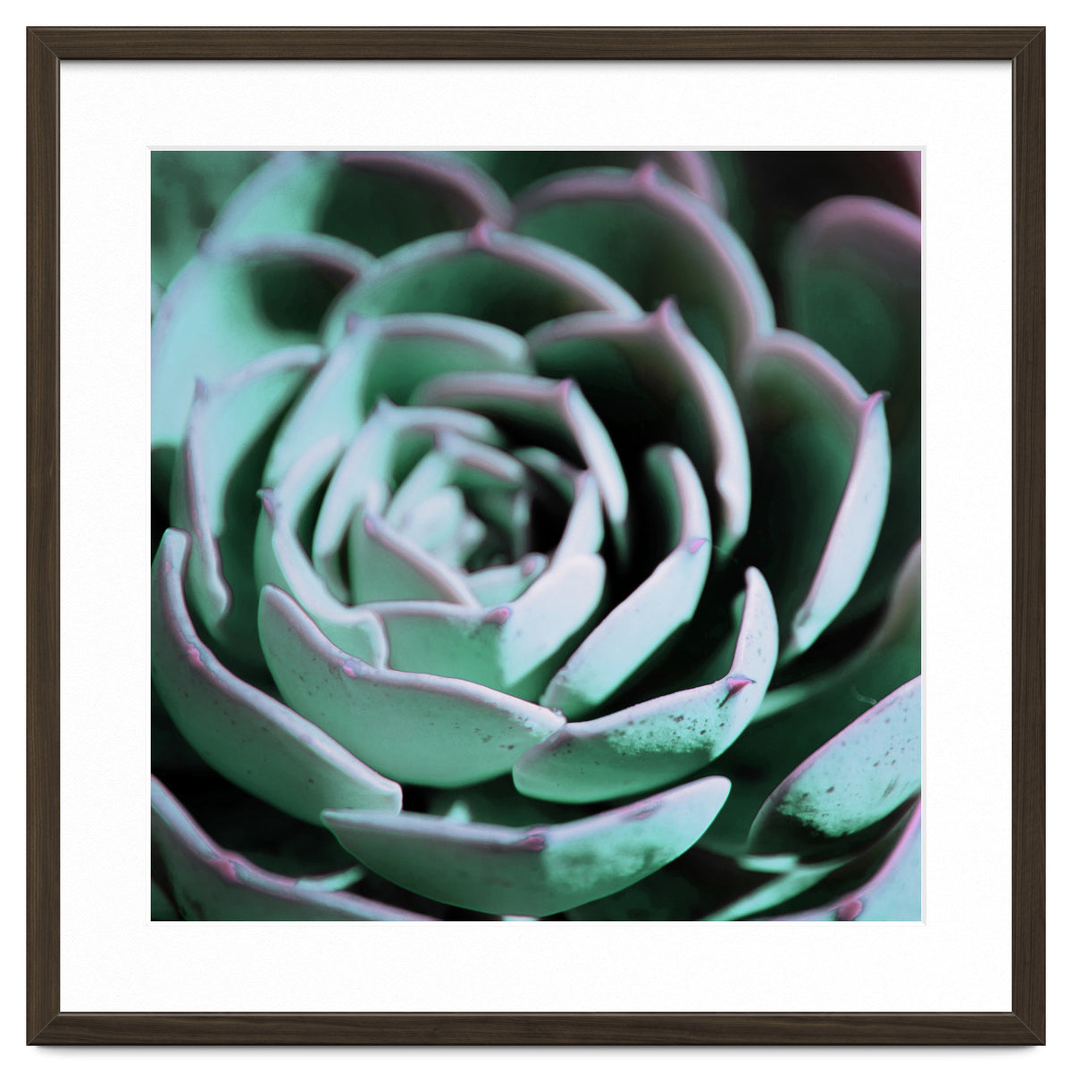 DARKSIDE OF SUCCULENTS III-A