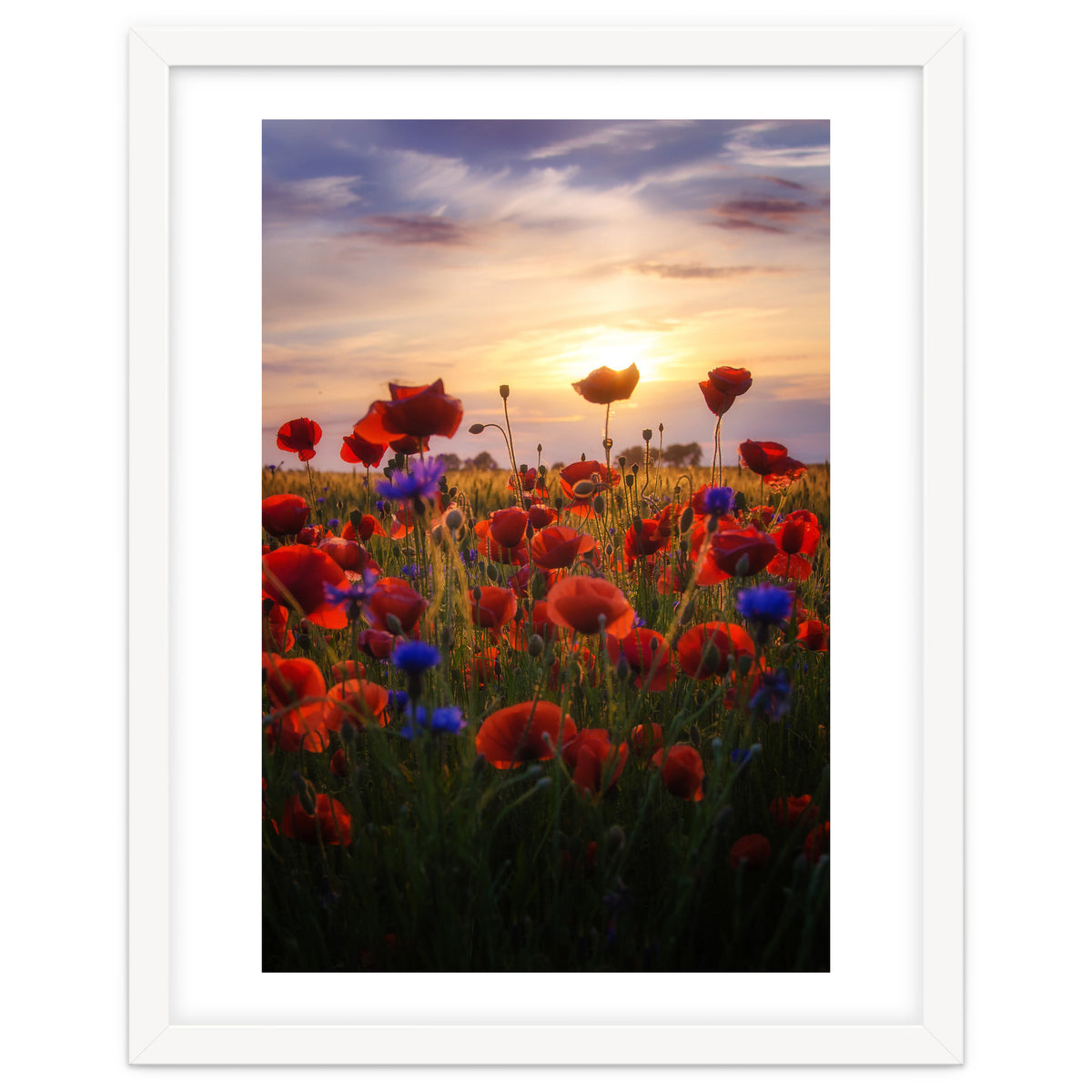 Poppiesfield at Sunrise