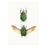 Cc Insects 02 (Print Only) thumbnail