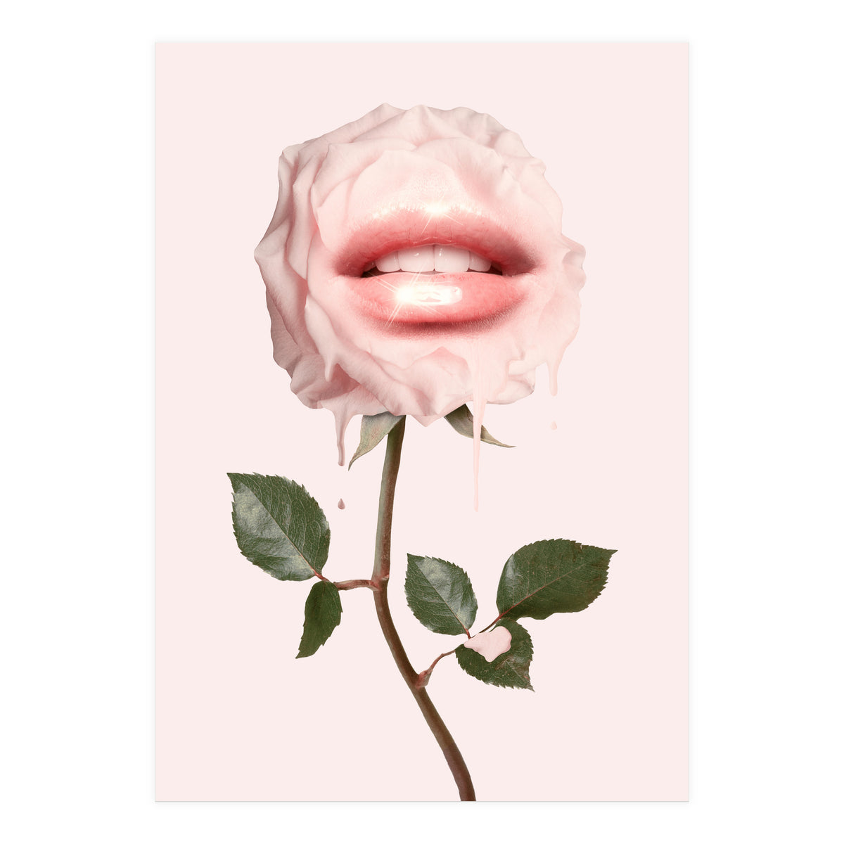 Glossy Rose (Print Only)